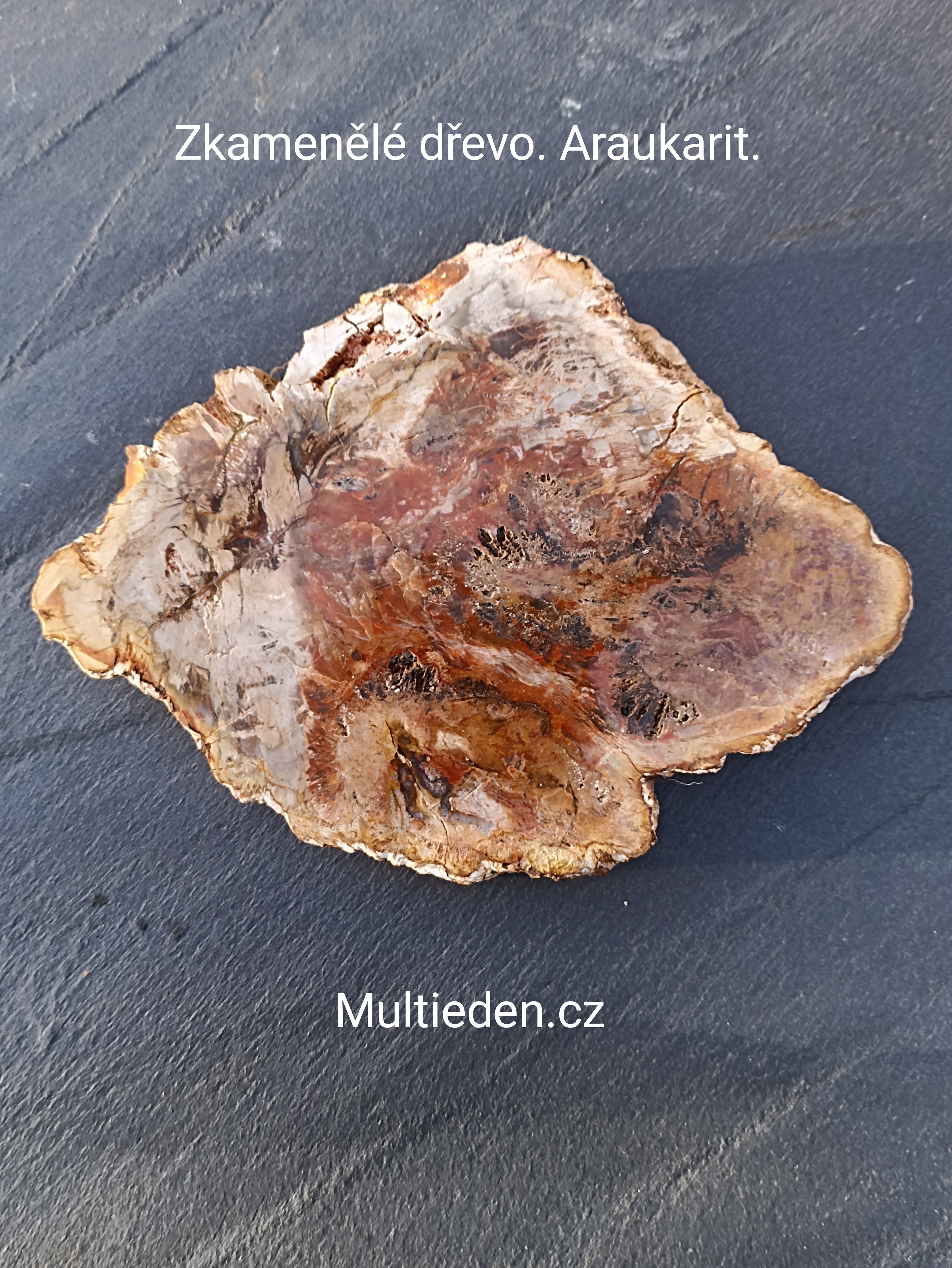 Zkamenělé dřevo, plát. D:6