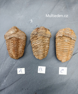 Trilobit č: 6. 