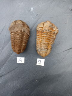 Trilobit č:8  1 ks.