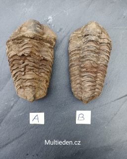 Trilobit č:9. 1 ks.