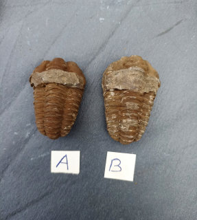 Trilobit č:10. 1 ks.