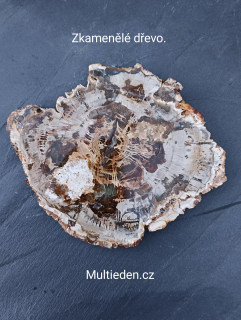 Zkamenělé dřevo, plát. D:7