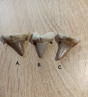 Zub že žraloka. 1 ks.