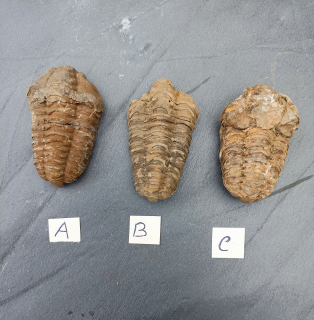 Trilobit č:3. 1 ks. 